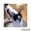 adoptable Cat in Mount Laurel, NJ named Luxor Mirage