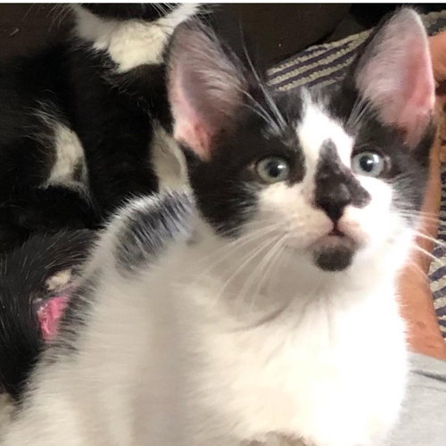 LUXOR MIRAGE - Domestic Short Hair available for adoption