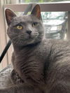 adoptable Cat in Mount Laurel, NJ named Enigma