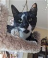 adoptable Cat in mount laurel, nj, NJ named Carbon