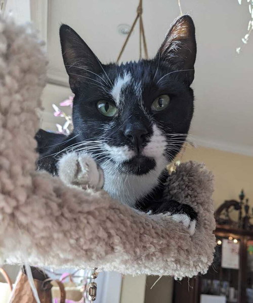 CARBON - Domestic Short Hair available for adoption