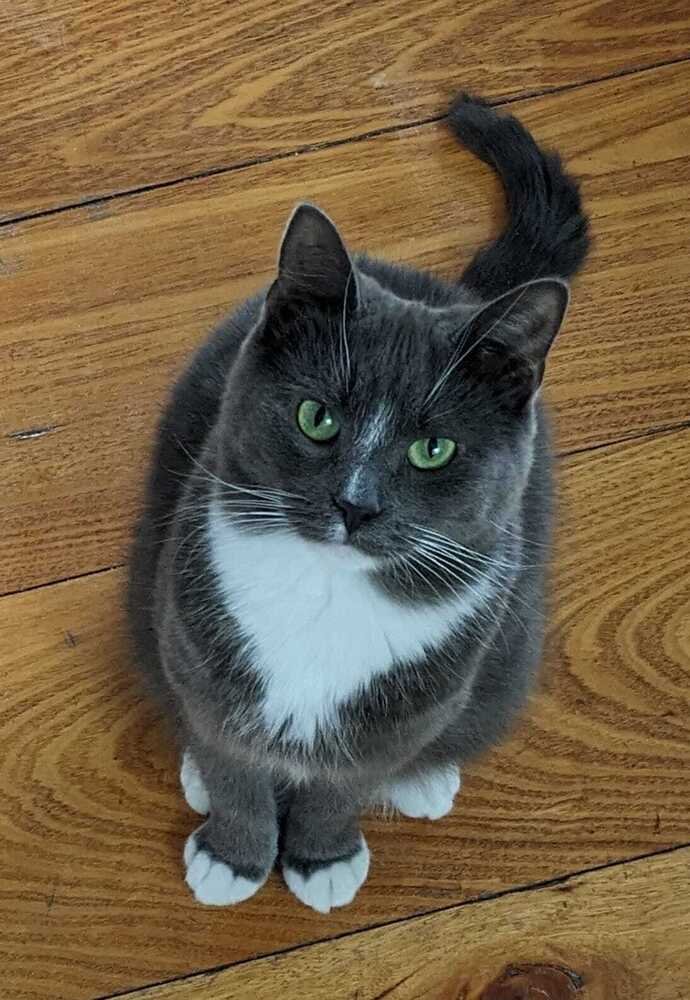 adoptable Cat in Mount Laurel, NJ named Chrome