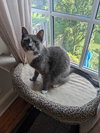 Chrome - Photo 4
