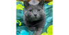 adoptable Cat in mount laurel, NJ named Arnie Avocado FIV+