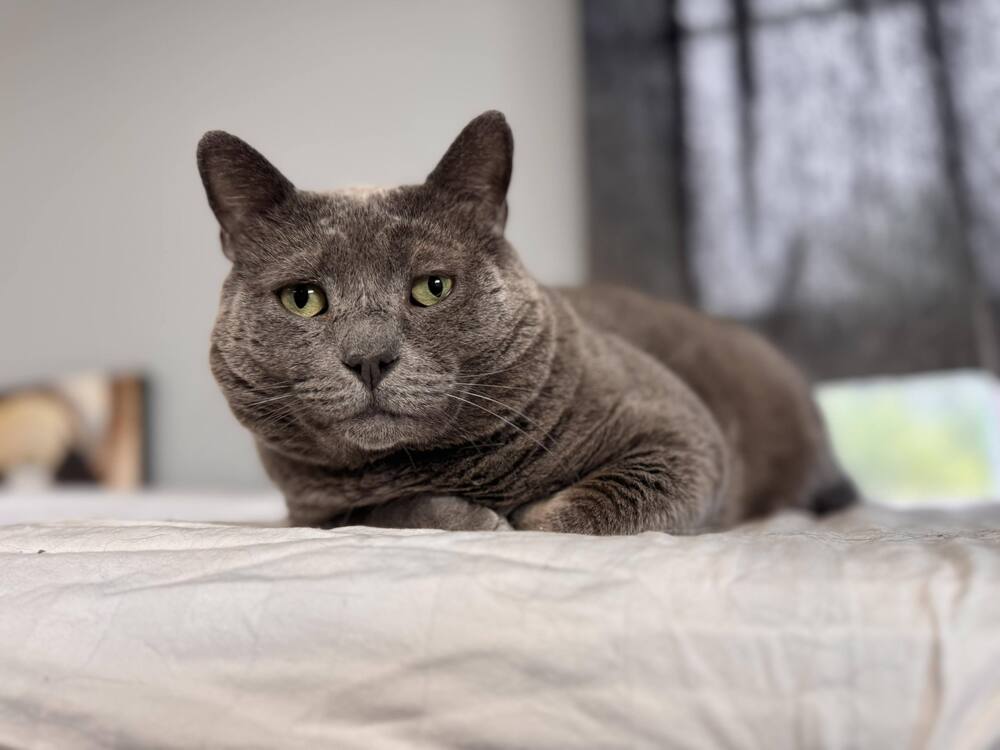 adoptable Cat in Mount Laurel, NJ named Arnie Avocado FIV+