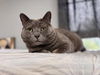 adoptable Cat in Mount Laurel, NJ named Arnie Avocado FIV+