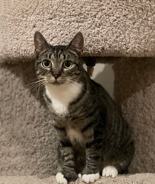 GENEVA ORCHARD - Domestic Short Hair available for adoption