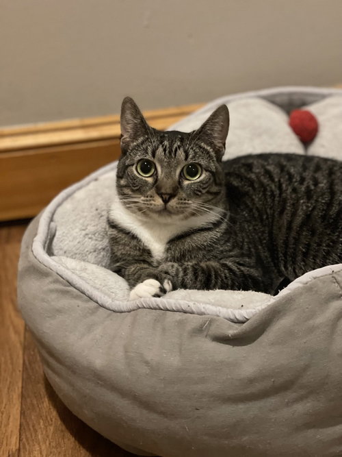 GENEVA ORCHARD - Domestic Short Hair available for adoption