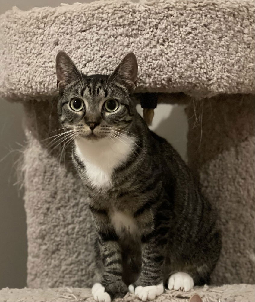 adoptable Cat in Mount Laurel, NJ named Geneva Orchard