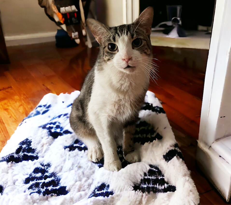 adoptable Cat in Mount Laurel, NJ named James Bond