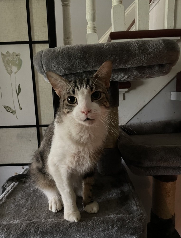 adoptable Cat in Mount Laurel, NJ named James Bond