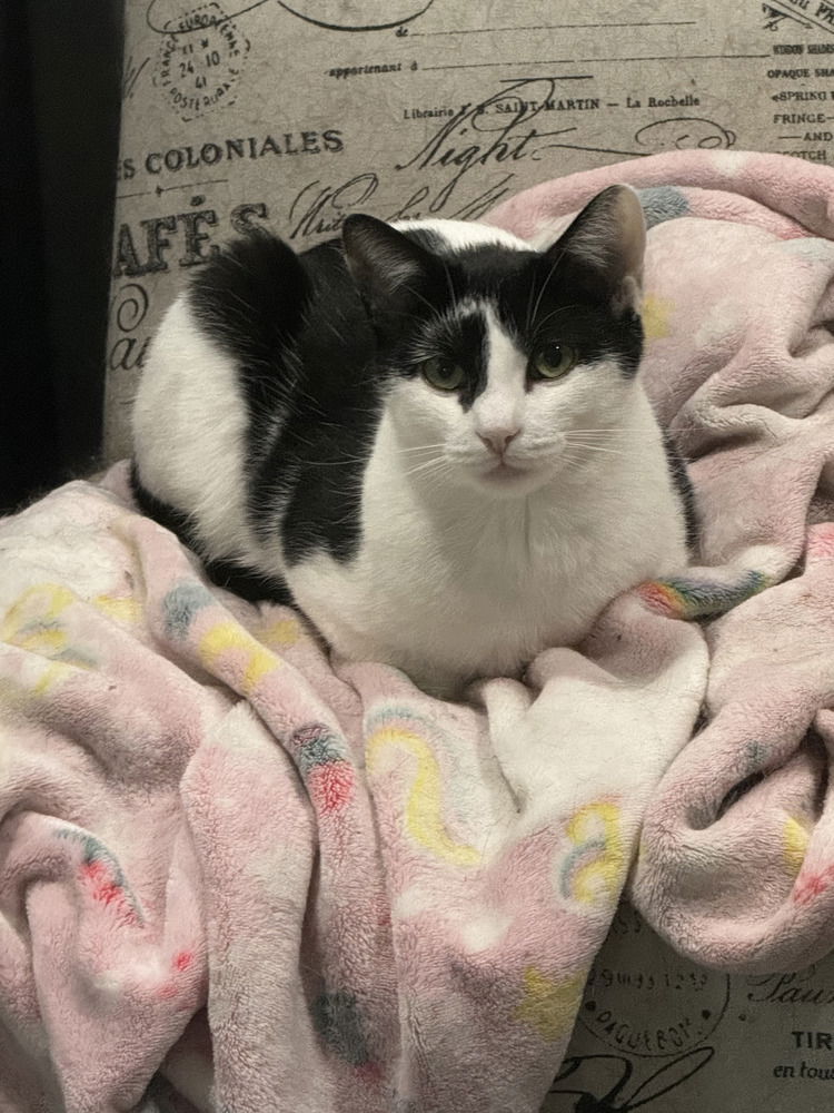 adoptable Cat in Mount Laurel, NJ named Ophelia Ritt