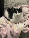 adoptable Cat in Mount Laurel, NJ named Ophelia Ritt