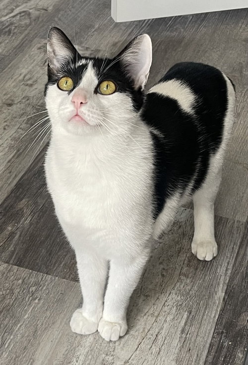 OPHELIA RITT - Domestic Short Hair available for adoption