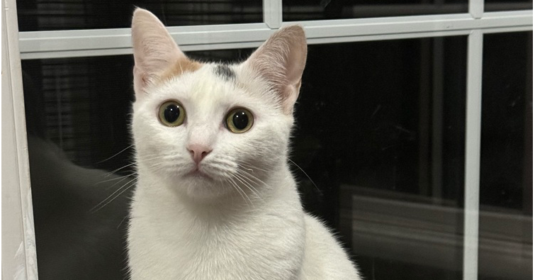 adoptable Cat in Mount Laurel, NJ named Pandora Ritt