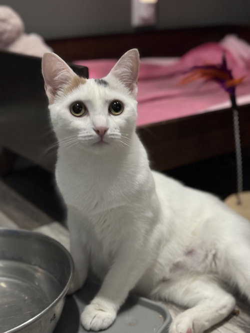 PANDORA RITT - Domestic Short Hair available for adoption