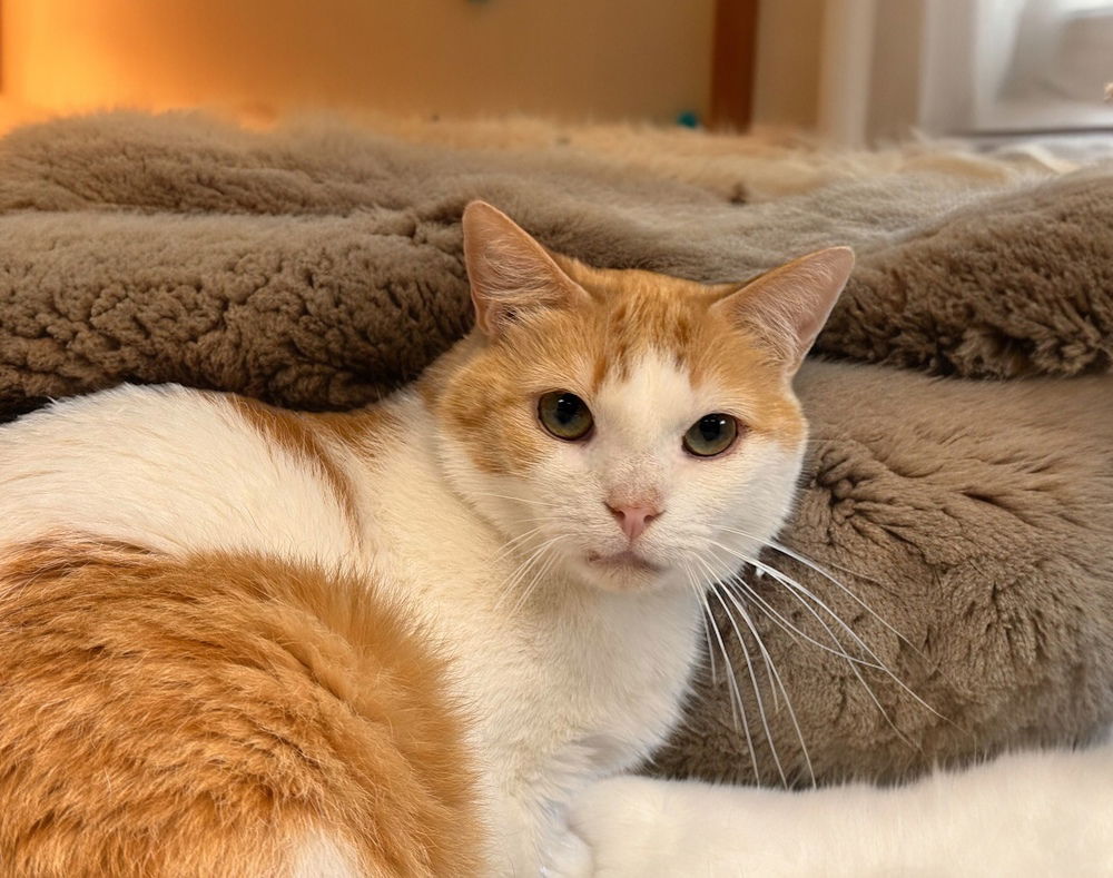 adoptable Cat in Mount Laurel, NJ named Hawley Orchard