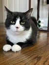 adoptable Cat in Mount Laurel, NJ named Enterprise Orchard