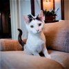 adoptable Cat in mount laurel, NJ named Astra Rittenhouse