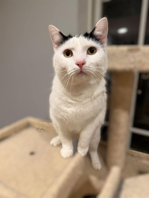 picture of the cat needing adoption