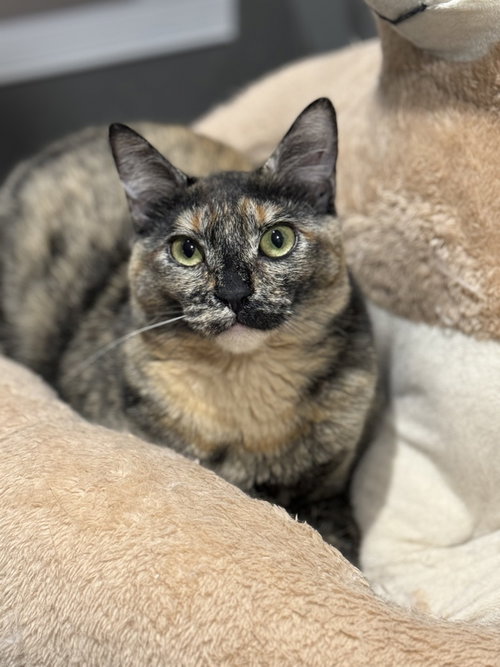 NOVA ORCHARD - Domestic Short Hair available for adoption