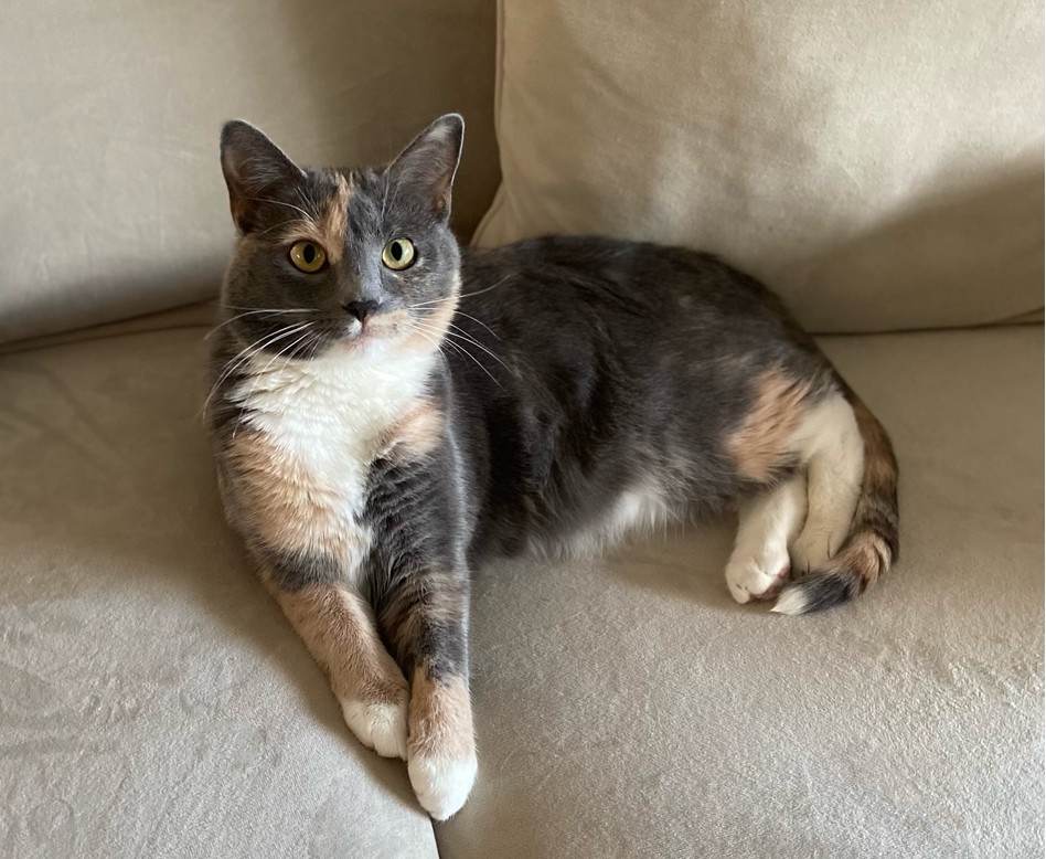 adoptable Cat in Mount Laurel, NJ named Olympia