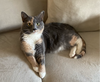 adoptable Cat in Mount Laurel, NJ named Olympia