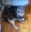 adoptable Cat in mount laurel, NJ named Alexandria