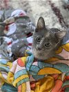 adoptable Cat in , NJ named Halicarnassus