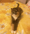 adoptable Cat in Mount Laurel, NJ named Giza