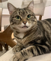 adoptable Cat in Mount Laurel, NJ named Delaney Delanco