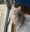 adoptable Cat in Mount Laurel, NJ named Tawny