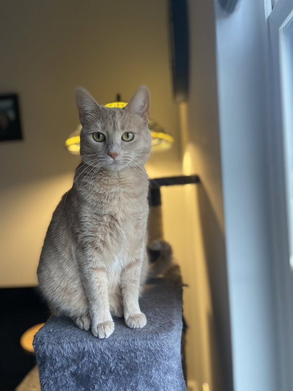 Tawny