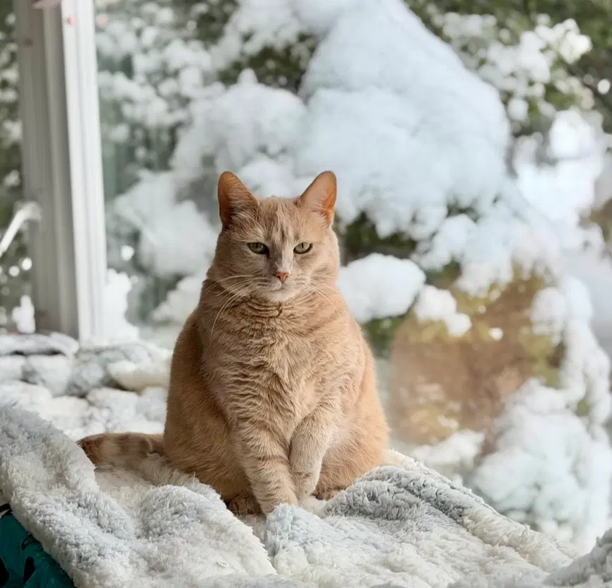 Tawny - Domestic Short Hair