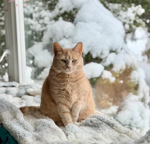 TAWNY - Domestic Short Hair available for adoption