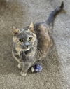 adoptable Cat in Mount Laurel, NJ named Delilah