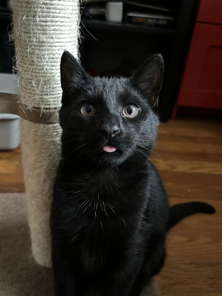 adoptable Cat in Mount Laurel, NJ named Lykoi