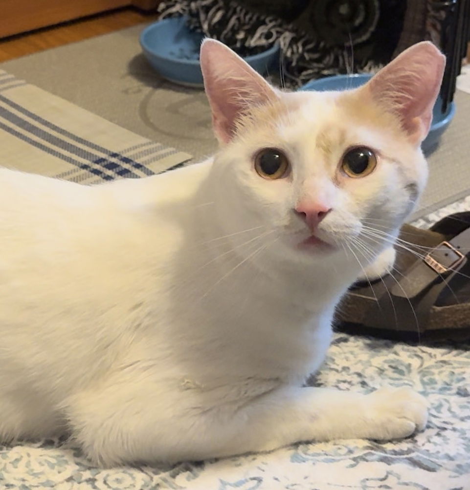 adoptable Cat in Mount Laurel, NJ named Gonzo