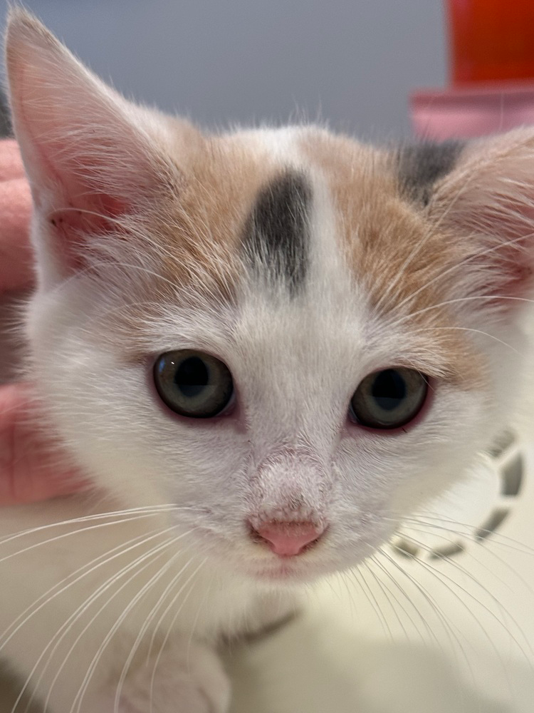 adoptable Cat in Mount Laurel, NJ named Skeeter 8