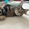 adoptable Cat in Mount Laurel, NJ named Smitty Orchard 8