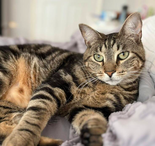 SMITTY ORCHARD 8 - Domestic Short Hair available for adoption