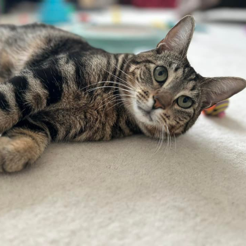 SMITTY ORCHARD 8 - Domestic Short Hair available for adoption