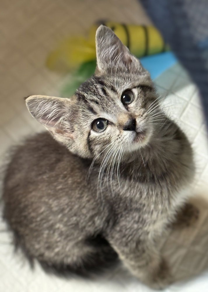 adoptable Cat in Mount Laurel, NJ named Knickknack