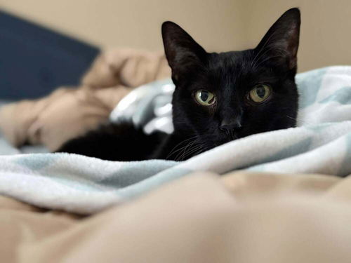 picture of the cat needing adoption