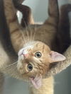 adoptable Cat in mount laurel, NJ named Benjamin Avery