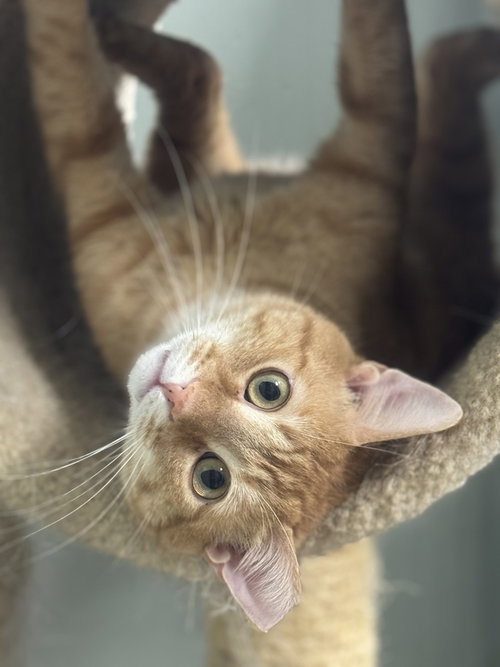BENJAMIN AVERY - Domestic Short Hair available for adoption
