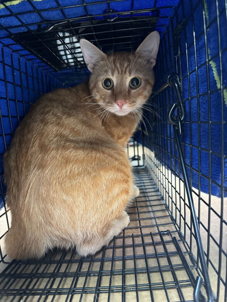 adoptable Cat in Mount Laurel, NJ named Benjamin Avery