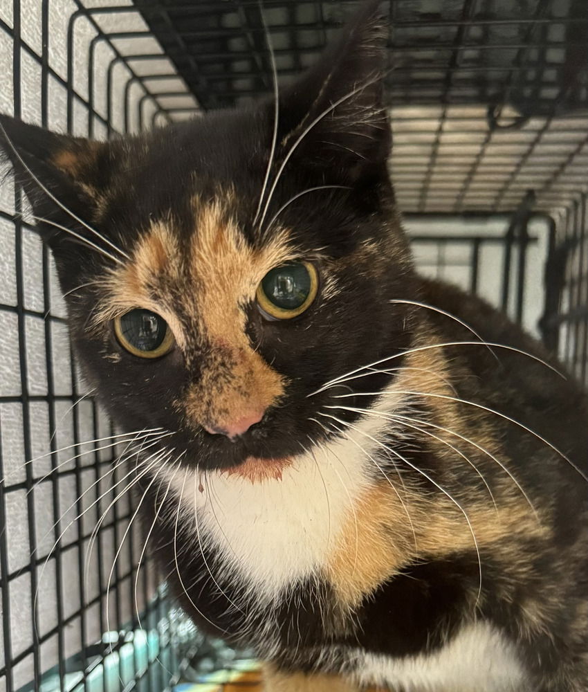 adoptable Cat in Mount Laurel, NJ named Sailor Calico Female