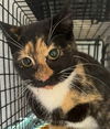 adoptable Cat in  named Sailor Calico Female