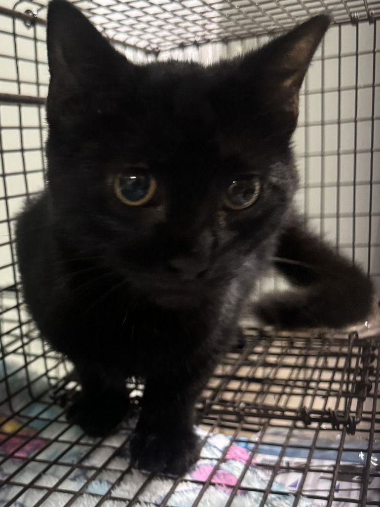 adoptable Cat in Mount Laurel, NJ named Sailor Black Kitten Female